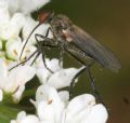 Empis femorata